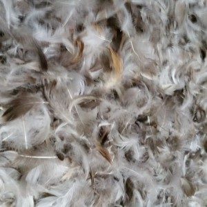 Bulk Feathers – Star Bedding Co.